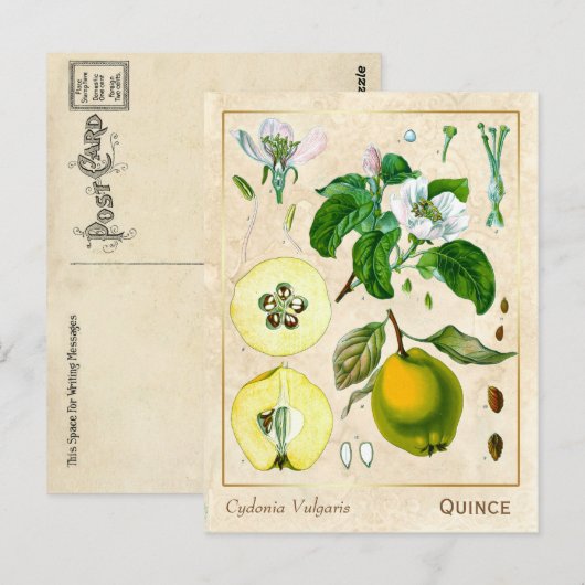 Plant kweepeltje botanisch Briefkaart (Voorkant / Achterkant)