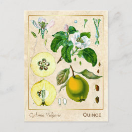 Plant kweepeltje botanisch Briefkaart
