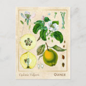  Plant kweepeltje botanisch Briefkaart (Voorkant)