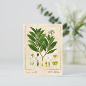  Plant Laurel Herb Botanical Briefkaart (Staand voorkant)