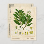  Plant Laurel Herb Botanical Briefkaart (Voorkant / Achterkant)