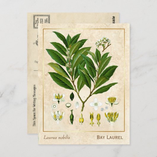 Plant Laurel Herb Botanical Briefkaart (Voorkant / Achterkant)
