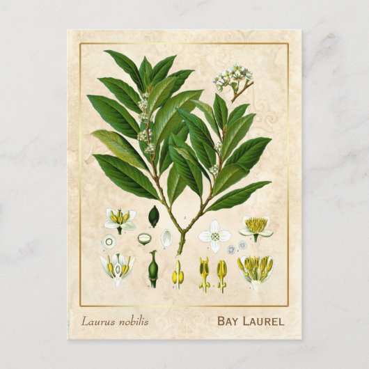  Plant Laurel Herb Botanical Briefkaart (Voorkant)
