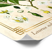 Plant Laurel Herb Botanical Poster (Hoek)