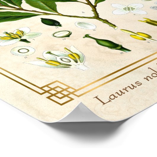  Plant Laurel Herb Botanical Poster (Hoek)