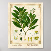  Plant Laurel Herb Botanical Poster (Voorkant)
