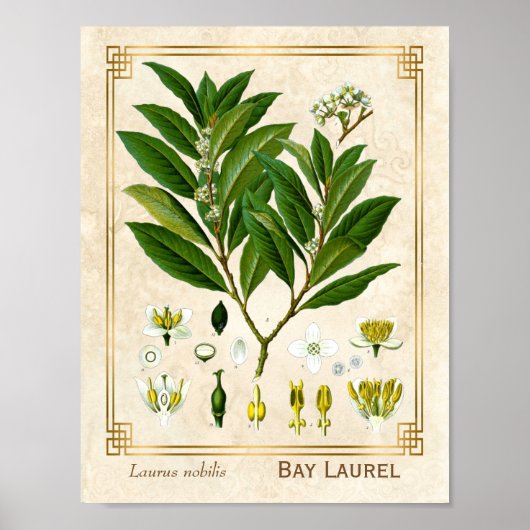 Plant Laurel Herb Botanical Poster (Voorkant)