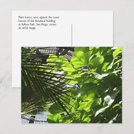 Plant lekt tegen Louvers in Botanische Building Briefkaart (Voorkant / Achterkant)