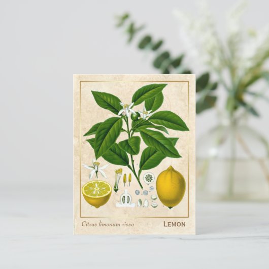  Plant Lemon Fruit Briefkaart (Staand voorkant)