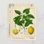  Plant Lemon Fruit Briefkaart (Voorkant / Achterkant)