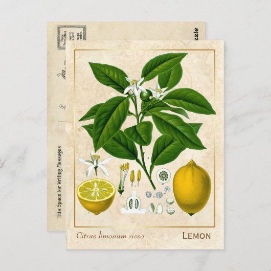  Plant Lemon Fruit Briefkaart (Voorkant / Achterkant)