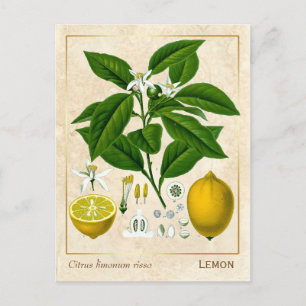 Plant Lemon Fruit Briefkaart