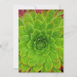 Plant Lover Aeonium Magic Bedankkaart