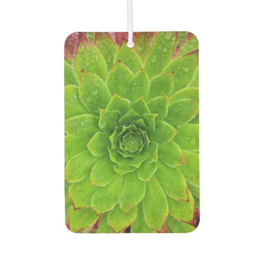 Plant Lover Aeonium Magic Luchtverfrisser (Voorkant)