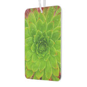 Plant Lover Aeonium Magic Luchtverfrisser (Links)