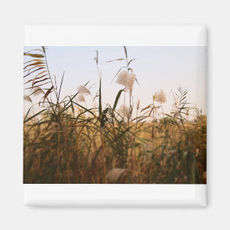 plant magneet