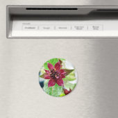  Plant Magneet (Insitu (Vaatwasser))