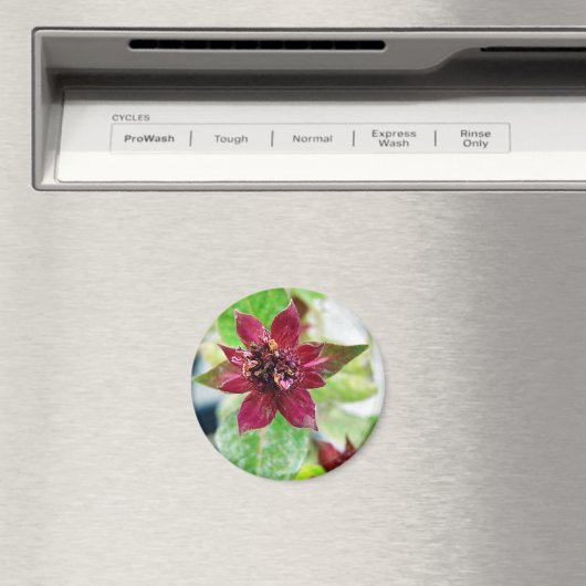  Plant Magneet (Insitu (Vaatwasser))