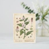  Plant Marshmallow Botanisch Briefkaart (Staand voorkant)