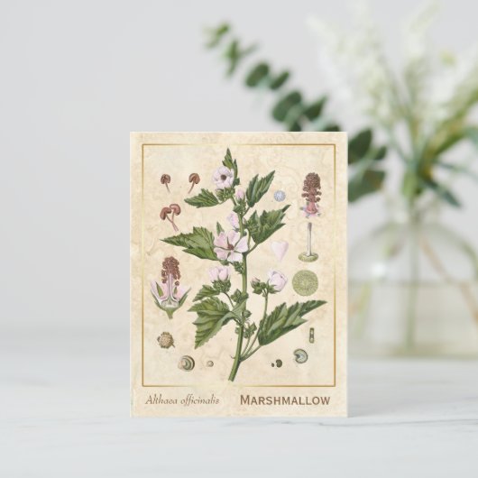  Plant Marshmallow Botanisch Briefkaart (Staand voorkant)