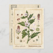  Plant Marshmallow Botanisch Briefkaart (Voorkant / Achterkant)