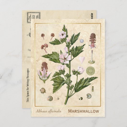 Plant Marshmallow Botanisch Briefkaart (Voorkant / Achterkant)