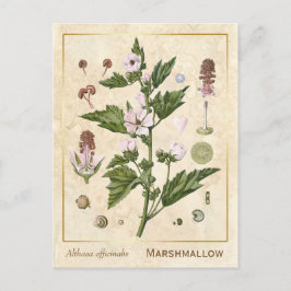 Plant Marshmallow Botanisch Briefkaart