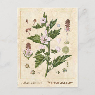 Plant Marshmallow Botanisch Briefkaart