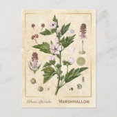 Plant Marshmallow Botanisch Briefkaart (Voorkant)