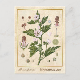  Plant Marshmallow Botanisch Briefkaart