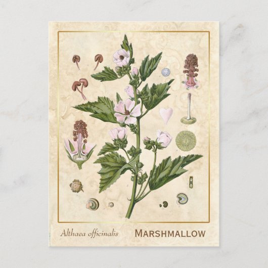  Plant Marshmallow Botanisch Briefkaart (Voorkant)