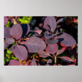 Plant met donkerrode bladeren poster (Voorkant)