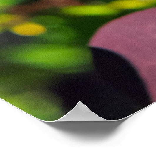 Plant met donkerrode bladeren poster (Hoek)