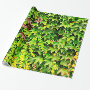 Plant met groene afdekking cadeaupapier