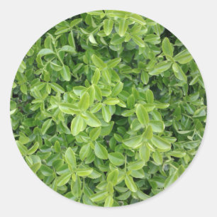 Plant met groene hedge Shrub Type Fotografen Ronde Sticker