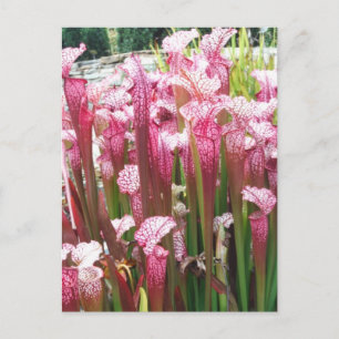 Plant met roze pitcher ; Roze bloemen Briefkaart