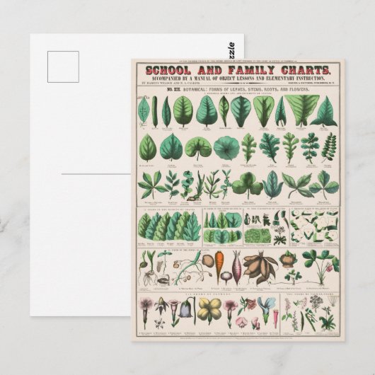 Plant met stem roet  botanisch Briefkaart (Voorkant / Achterkant)