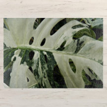 Plant met variëteiten monstera botanisch medium
