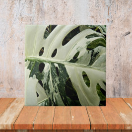 Plant met variëteiten monstera botanisch tegeltje