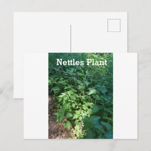 Plant Netten Briefkaart (Voorkant / Achterkant)