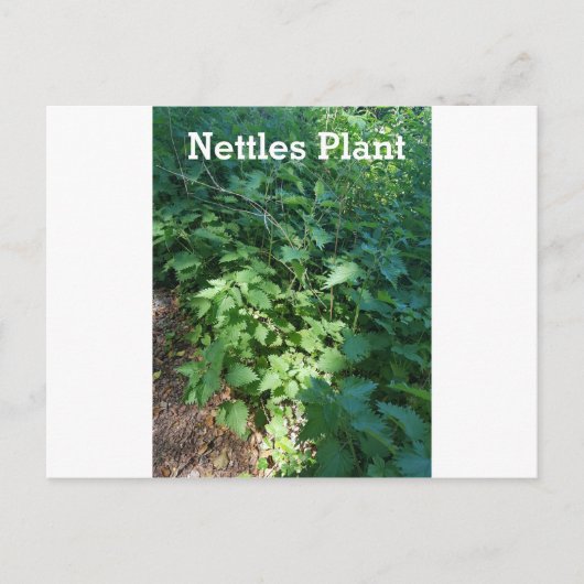 Plant Netten Briefkaart (Voorkant)