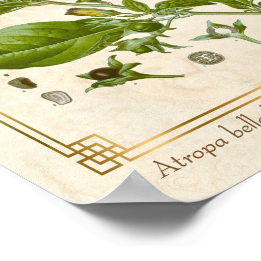  Plant Nightshade Belladonna Herb Poster (Hoek)