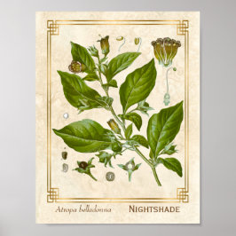  Plant Nightshade Belladonna Herb Poster