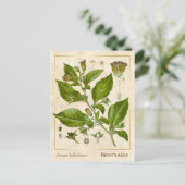  Plant Nightshade Herb Botanisch Briefkaart (Staand voorkant)