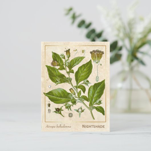  Plant Nightshade Herb Botanisch Briefkaart (Staand voorkant)