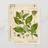  Plant Nightshade Herb Botanisch Briefkaart (Voorkant / Achterkant)