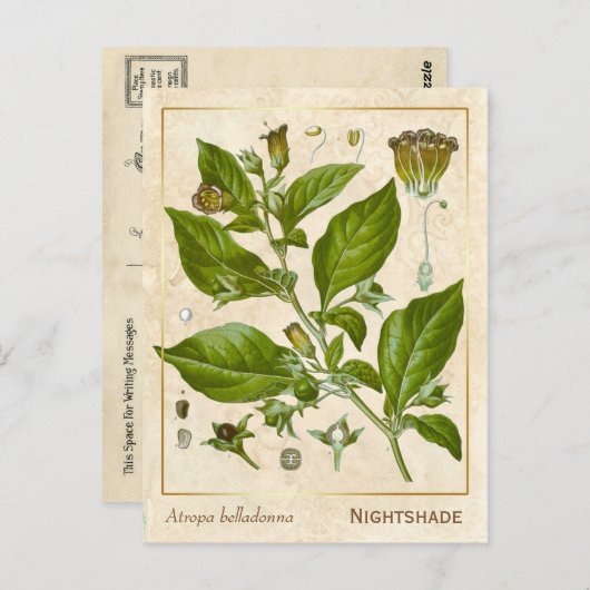  Plant Nightshade Herb Botanisch Briefkaart (Voorkant / Achterkant)