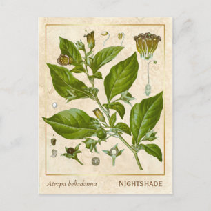 Plant Nightshade Herb Botanisch Briefkaart