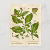  Plant Nightshade Herb Botanisch Briefkaart (Voorkant)