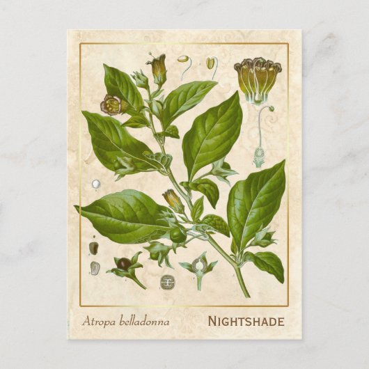  Plant Nightshade Herb Botanisch Briefkaart (Voorkant)
